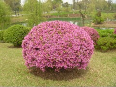 红花檵木_红花檵木价格_优质红花檵木图1