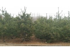 山西华山松，华山松小苗，3m高华山松批发图1