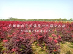三季红日本红枫图1