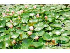 供应睡莲_优质睡莲图1