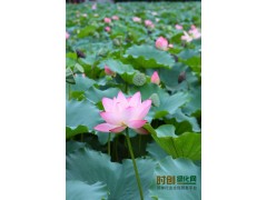 荷花最新报价图1
