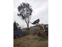 乌桕，乌桕树图片，江苏乌桕种植基地图1