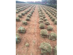 马尼拉草坪，马尼拉草坪生产，土层厚易成活图1