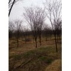 江苏榉树基地，榉树小苗图片，榉树培育中心