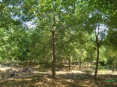 乌桕，乌桕树小苗，江苏乌桕树基地，图1