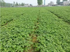 菏泽牡丹供应基地，菏泽牡丹花苗，牡丹籽，牡丹小苗图2