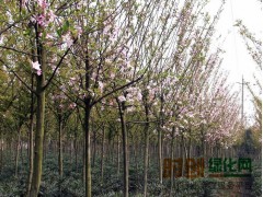 西府海棠全网价格低价图1