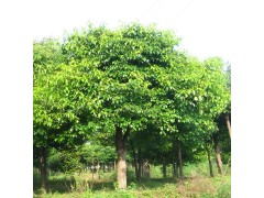 香樟_香樟树_丛生香樟_香樟树价格图1