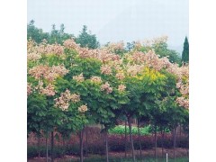黄山栾树图1
