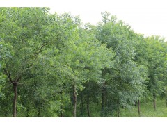 乌桕|乌桕价格|乌桕种植|乌桕苗儿|乌桕苗圃图1