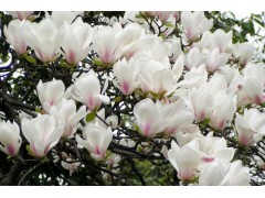 白玉兰_白玉兰价格_白玉兰图1