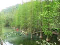 水杉_水杉树_水杉求购信息_水杉价格图1