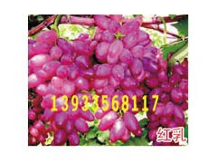 红乳葡萄图1