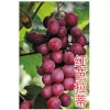红芭拉蒂葡萄