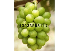 阳光玫瑰葡萄苗|阳光玫瑰葡萄苗木|阳光玫瑰葡萄苗价格图1