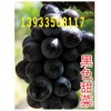 黑色甜菜葡萄_黑色甜菜葡萄价格_优质黑色甜菜葡萄