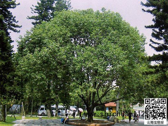 云南樟