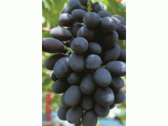 黑巴拉多葡萄_黑巴拉多葡萄价格_优质黑巴拉多葡萄批发图1