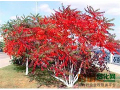 火炬树_火炬树价格_优质火炬树图1
