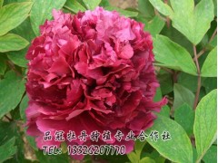 紫绒剪彩图1