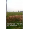 油用牡丹