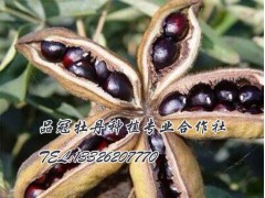 出售各种精品牡丹图2