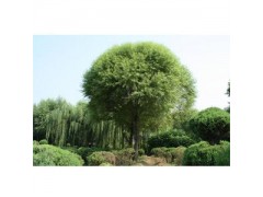 馒头柳|销售馒头柳|馒头柳价格图1