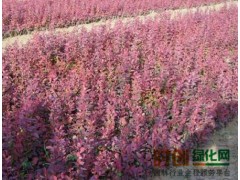 红叶小檗-红叶小檗价格_红叶小檗信息_红叶小檗介绍图1