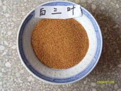 白三叶种子_河北白三叶种子图1