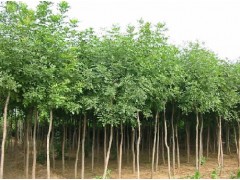 白蜡-合欢-法桐-皂角图1