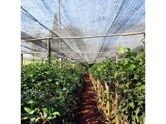 茶花 油茶树嫁接山茶花全国服务中心图2