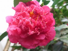 茶花 油茶树嫁接山茶花全国服务中心图1