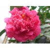 茶花 油茶树嫁接山茶花全国服务中心