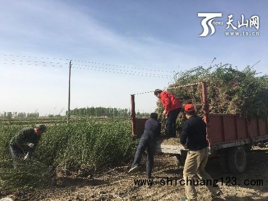 苗农们装苗上车运往城里销售。