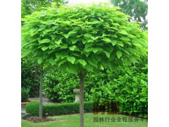 梓树当年苗高达4米以上，大量供应图1