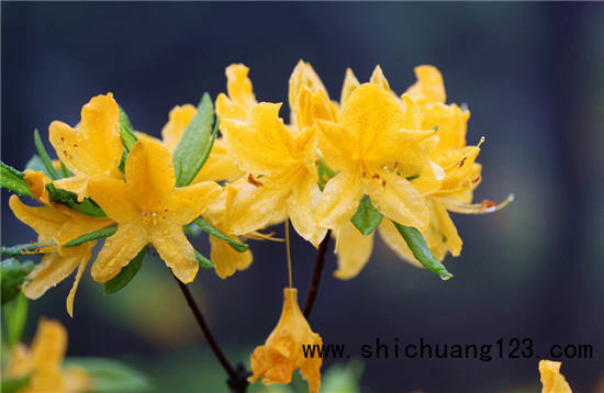 家有宝宝不宜栽种哪些花草？
