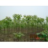 梓树当年苗高达4米以上，出售梓树苗木，欢迎您电话咨询