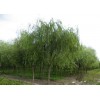 泰安大垂柳，垂柳图片，垂柳树苗木供应基地