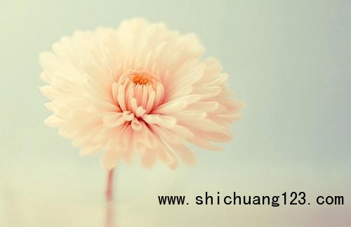 孕妇要远离7种致命花草