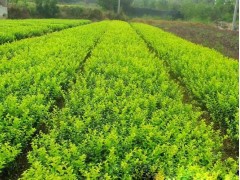 小叶扶芳藤图1