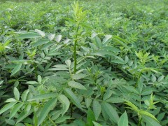 花椒树-花椒树品种-花椒树价格，花椒树批发图1