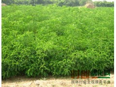 5万亩紫穗槐低价抛售，紫穗槐|紫穗槐价格|紫穗槐树苗图1