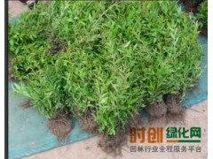 石榴树图1