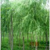 柳树基地-优质柳树，5万亩柳树低价抛售
