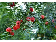 东北红豆杉，种播苗3-6年苗20-150公分 20万图1