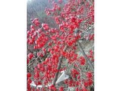 山茱萸图2