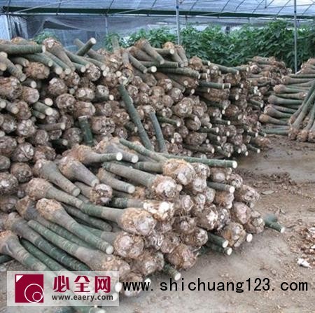 发财树修剪方法有哪些? 发财树修剪方法有哪些?