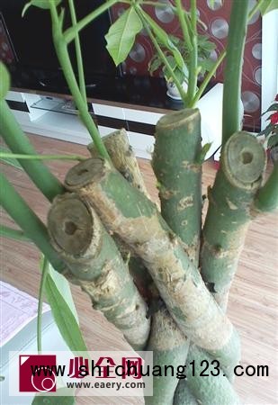 发财树修剪方法有哪些? 发财树修剪方法有哪些?