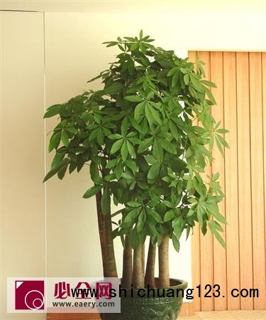发财树修剪方法有哪些? 发财树修剪方法有哪些?