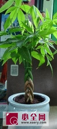 发财树修剪方法有哪些? 发财树修剪方法有哪些?